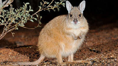 opy-australian-wildlife-conservancy